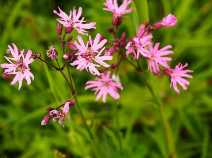Gefranjerde Koekoeksbloem