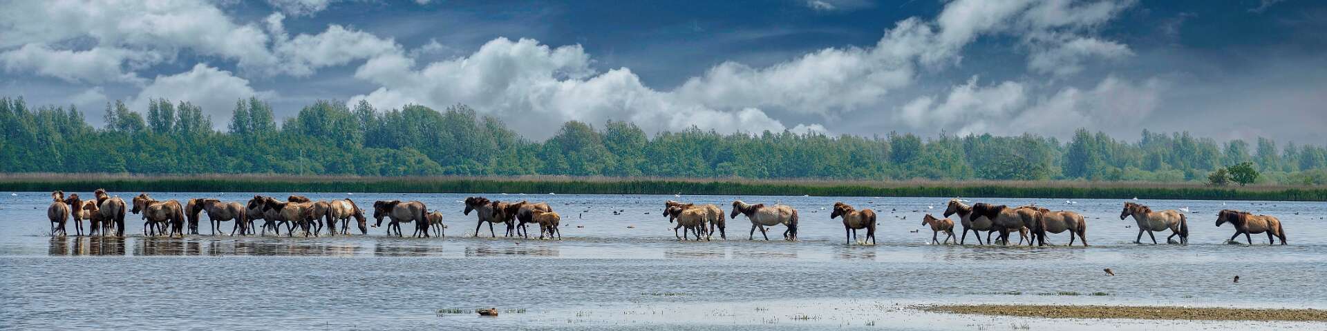 Klik om de knoppen te tonen of te verbergen
