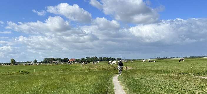 Via zeer swmalle fietspaden tussen de koeien door!