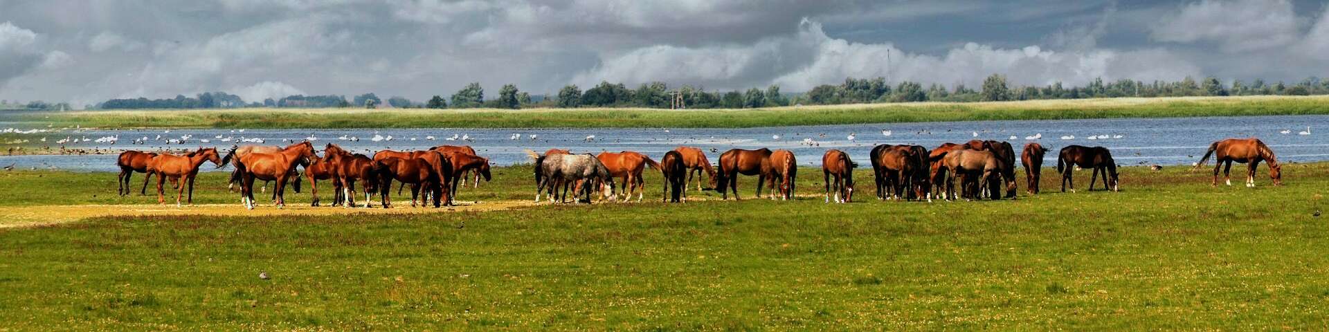 Klik om de knoppen te tonen of te verbergen