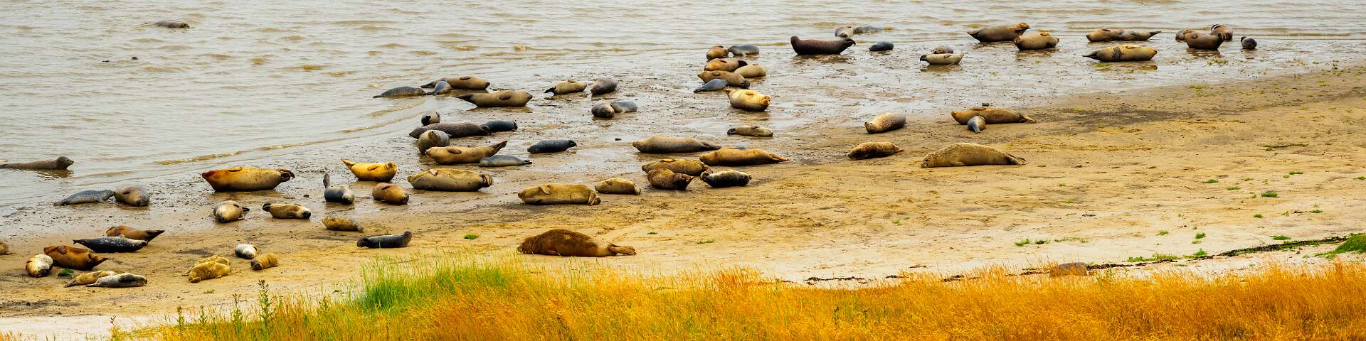 Klik om de knoppen te tonen of te verbergen