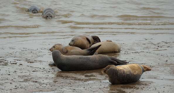 Achter de Zeehondenkijkwand
