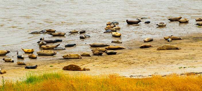 Alleen bij hoogwater liggen de zeehonden achter de Zeehondenkijkwand