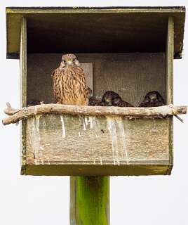 Nest van een Torenvalk