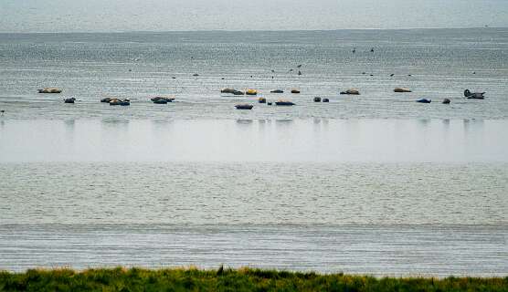 Bij laag water trekken de zeehonden de Dollard in