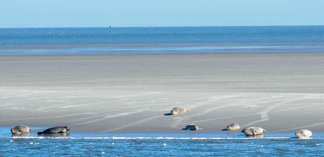Er komt een zwarte zeehond bij