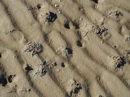Keukens en toiletten van wadwormen