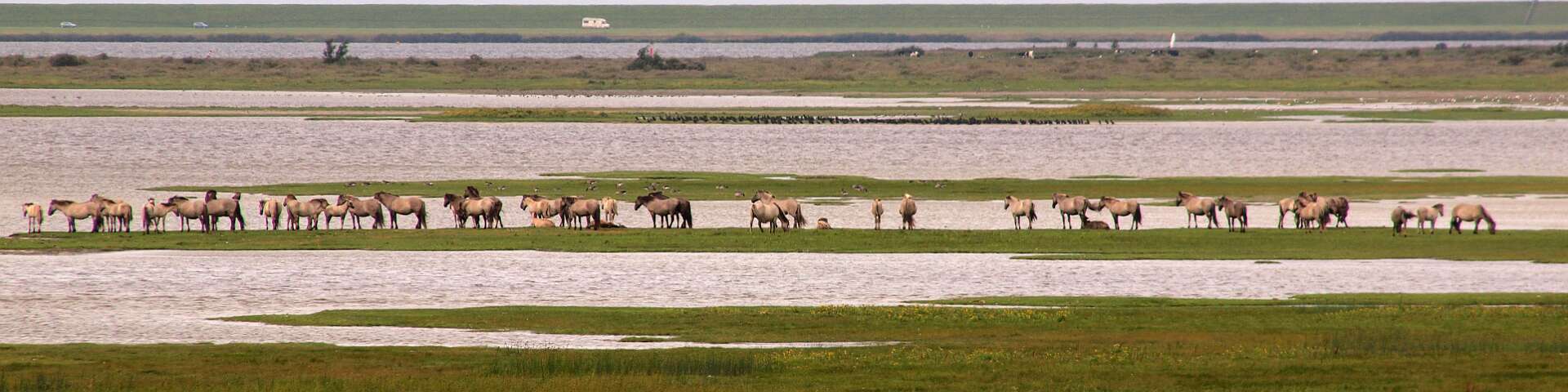 Klik om de knoppen te tonen of te verbergen