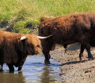 Kollumer<br>waard 2006