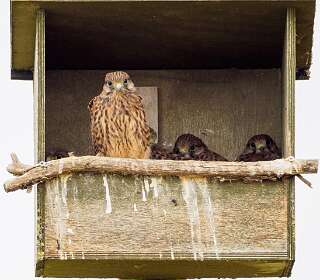 De Dollard <br>bij Termunten