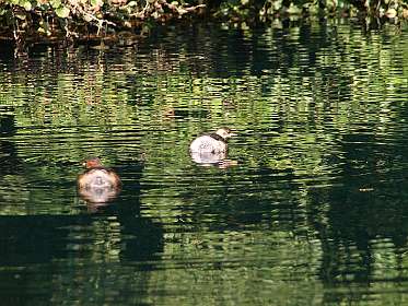 Bronnen van de Drim en het Ohrid meer