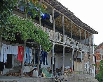 Tabak hangt te drogen