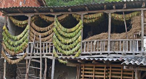 Tabak hangt te drogen