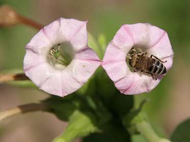 Bloemen van de tabaksplant