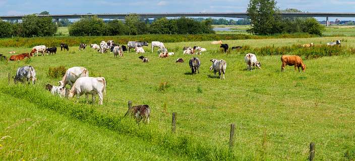 We gaan via die brug naar de andere kant van de IJssel