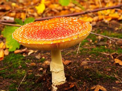 Dalfsen, Havezaten, NS-wandeling, Stadswandeling, Zwolle