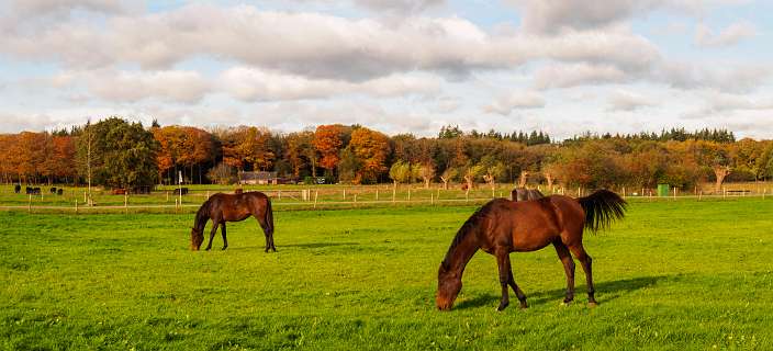 Dalfsen, Havezaten, NS-wandeling, Stadswandeling, Zwolle