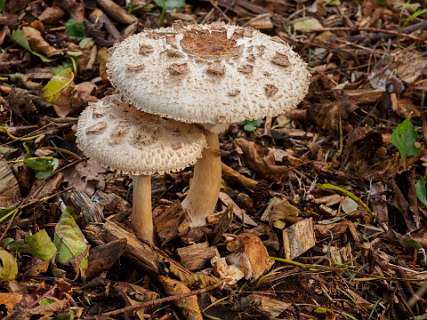 Dalfsen, Havezaten, NS-wandeling, Stadswandeling, Zwolle