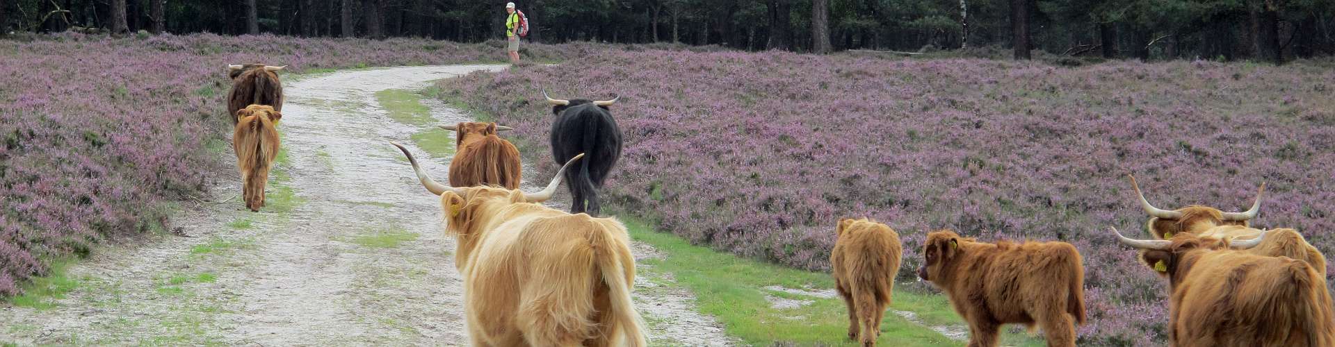Klik om de knoppen te tonen of te verbergen