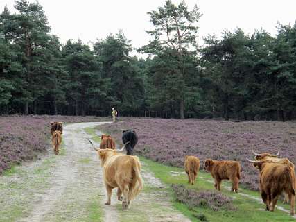 Op weg naar de prooi