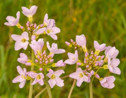 Whije, Zwolle<br>Pinxterbloemen