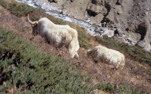 Yaks