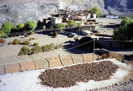 Yak poep ligt te drogen voordat het verbrand wordt