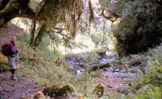 In het bos van Ghorapani naar Tatopani
