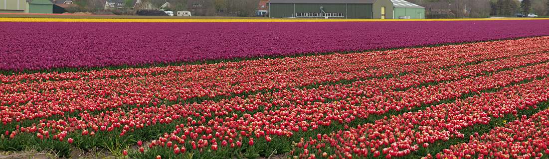 Rode en paarse tulpen