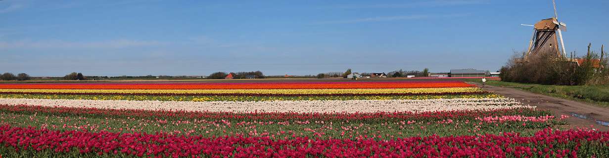 Bollenvelden tussen Calantsoog en 't Zand