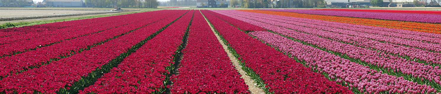 Bollenvelden bij Breezand