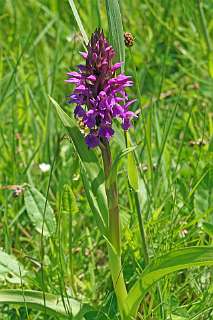 Breedbladige Orchis