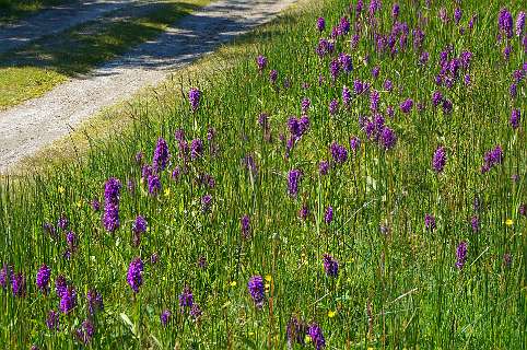 Breedbladige Orchis