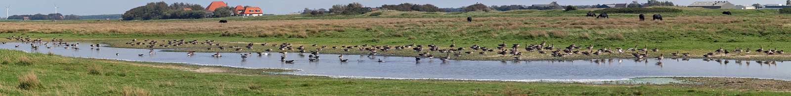 Vogelreservaat ten noorden van de Abbestederweg, naast camping De Karnemelkplaats