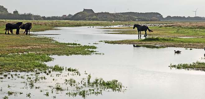 Het vogelreservaat bij camping De Karnemelkplaats