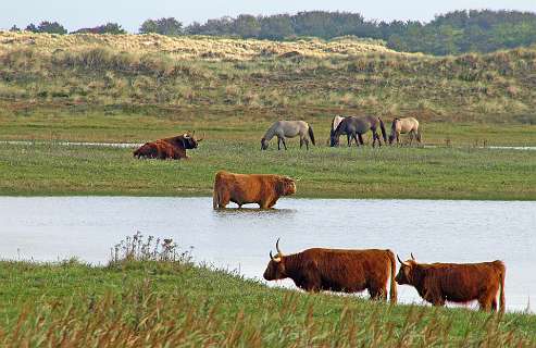 De Grafelijkheidsduinen bij Den Helder