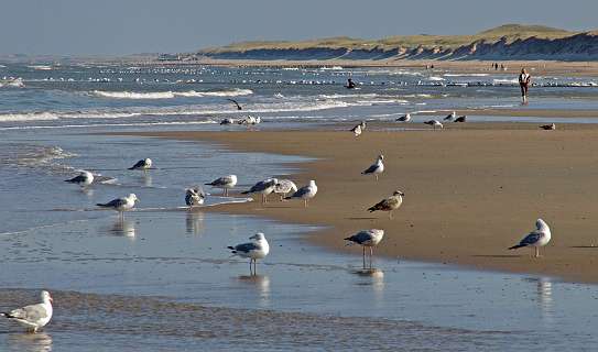 Het strand voor Sint Maartenszee