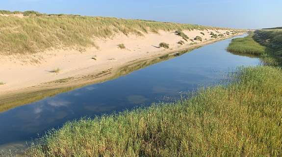 De nieuwe duinenrij voor de Hondsbossche zeewering