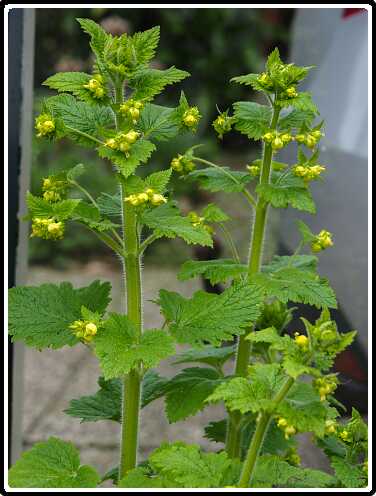 361: 190406-112316_OnzeTuin<br>06-04-2019