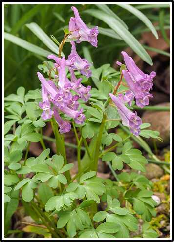 74: 190406-113153_OnzeTuin<br>06-04-2019