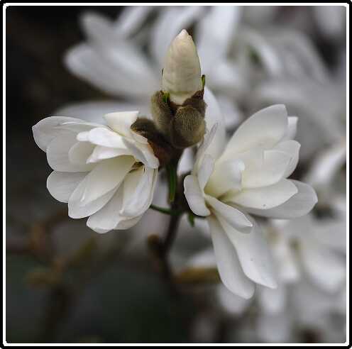 249: 190406-113455_OnzeTuin<br>06-04-2019