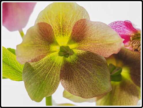 147: 190406-152619_OnzeTuin<br>06-04-2019