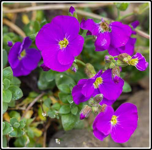 32: 190406-152849_OnzeTuin<br>06-04-2019