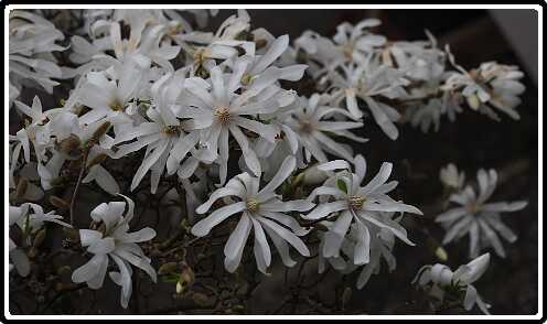 250: 190406-153952_OnzeTuin<br>06-04-2019