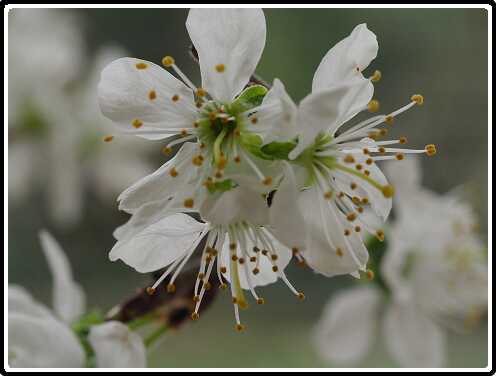 319: 190406-154305_OnzeTuin<br>06-04-2019