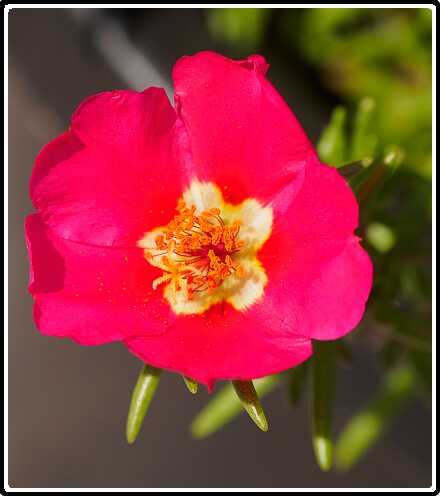 302: 190730-111333_Portulaca<br>30-07-2019