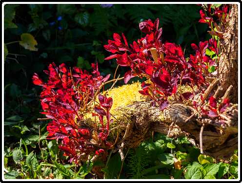 316: 200426-145307_Pruikenboom<br>26-04-2020