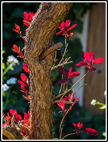 317: 200426-145400_Pruikenboom<br>26-04-2020