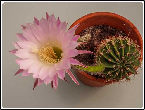 94: 200428-101216_Echinopsis<br>28-04-2020