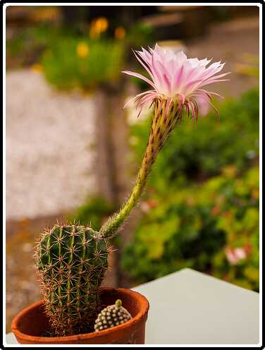 92: 200428-101308_Echinopsis<br>28-04-2020